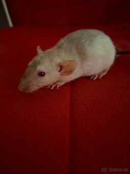 Predám potkaniky - 8