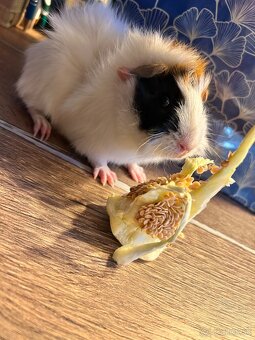 Morča-rozetové samček - 8