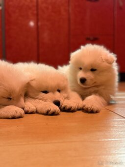 Samojed šteniatka - 8