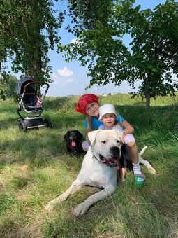 Argentínska doga štěňata, Dogo Argentino, REZERVACE - 8