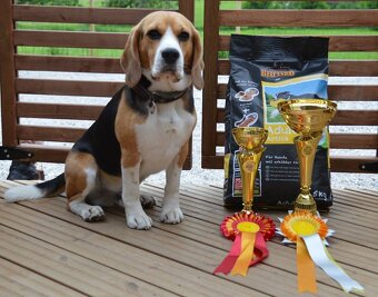 Bigel, bigl, beagle s PP - 8
