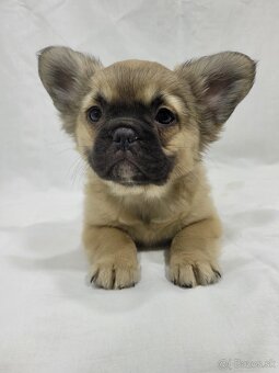 Francúzsky buldoček - 8
