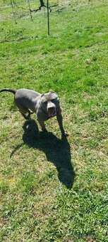 Americky pitbullterier - 8
