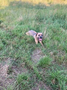 Cane corso - 8
