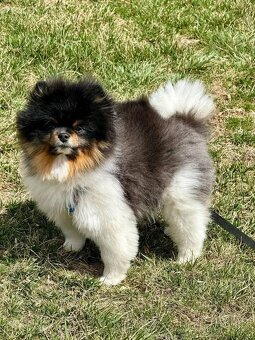 Pomeranian mini Boo - 8