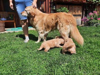 Predám šteniatka zlatý retriever - 8
