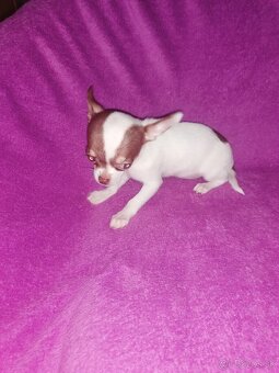 Čivava krátkosrstá - 8