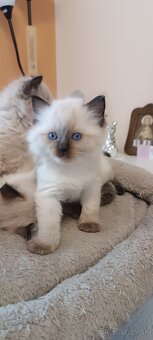 Ragdoll mačiatka, mačka - 8
