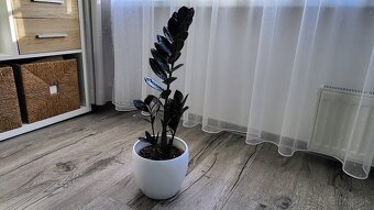 Zamioculcas Raven (čierny) - 8