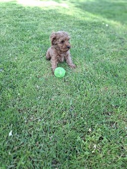 Maltipoo - 8