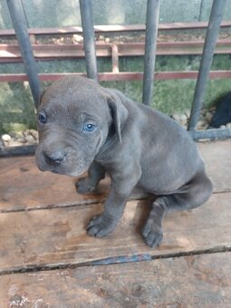 Predám šteniatka Cane Corso + Bandog - 8