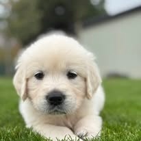 šteniatka Zlatého retrievera s PP - 8