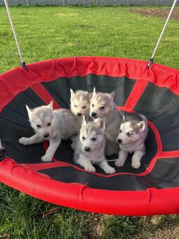 Steniatka sibirsky husky - 8
