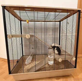 Hľadáme domov pre troch potkaníkov - 8