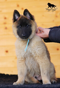 Belgický ovčiak Tervueren - šteniatka s PP na odber - 8