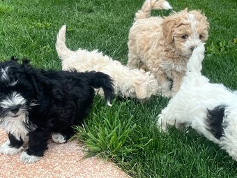 Maltipoo - 8