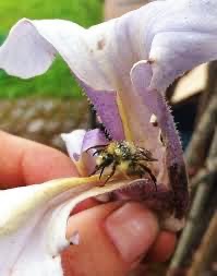 Paulownia- vysadte si svoj vlastný les - 8