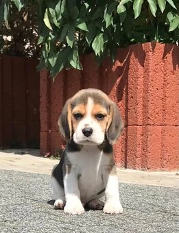 Bigl Bígel Beagle s PP FCI - 8
