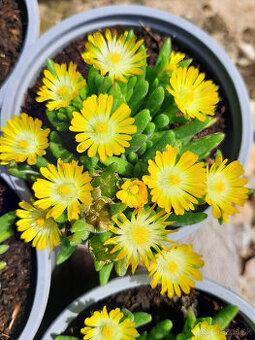 Delosperma - 8