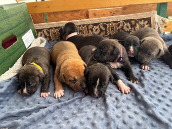 Americký stafordsirsky terier, Stafford, amstaf - 8