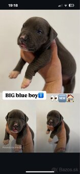 AMERICAN BULLY XL s PP - 8
