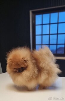 Pomeranian mini - 8