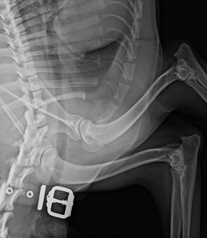 nemecký ovčiak - 8