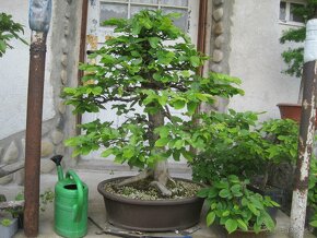 bonsai,bonsaj-hrab 7 - 8