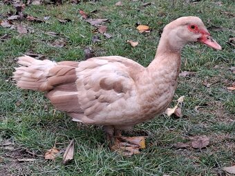 Pižmové kačice - 8