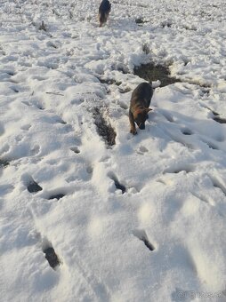 Nemecký ovčiak - 8