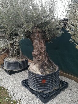 Olivovnik bonsai - 8