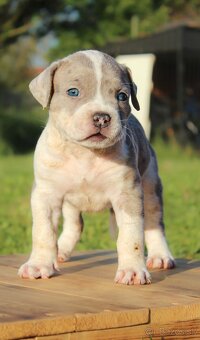 American Bully XL - 8
