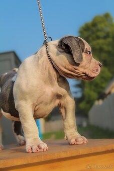 American Bully XL - 8