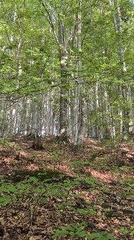 Les na predaj Bodovce - 8