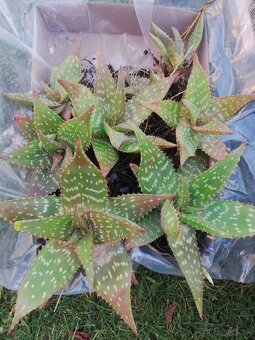 Kaktus ,Aloe - 8