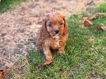 Cavapoo - 8
