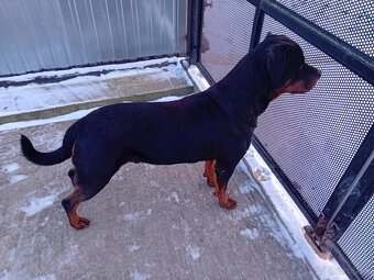 Šteňatá Rottweiler - 8