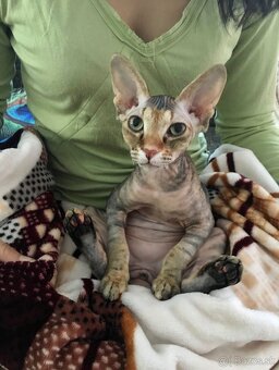 Sphynx - 8