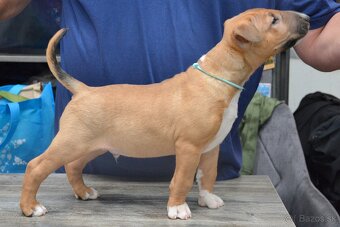 Standard bullterrier, bulterier ihneď k odberu - 8