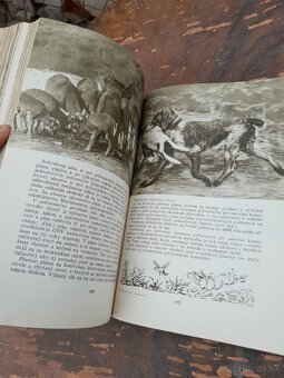 Predám knihu polovníctvo v obrazoch - 8