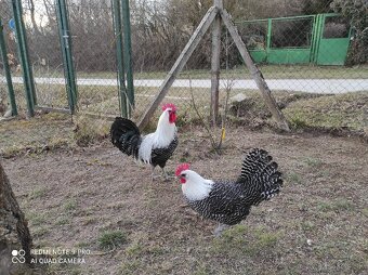 Nasadové vajíčka - 8