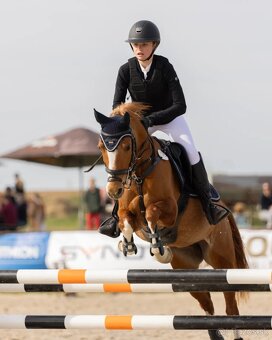 Sportovní pony klisna - 8