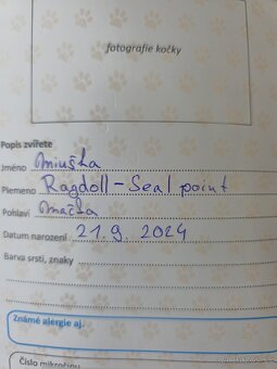 Ragdoll - 8