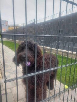 Labradoodle F1B - 8