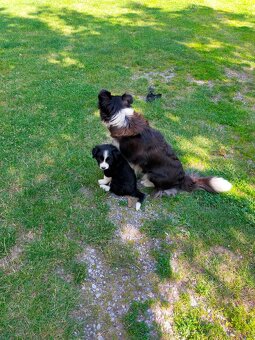 Steniatka Border Collie ( kolia ) k odberu - 8