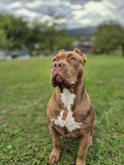 American bully XL - 8
