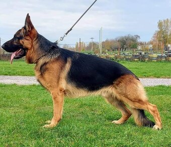 Nemecky ovčiak. - 8