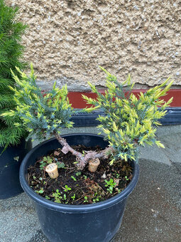 Borievky + Smrek biely - 8