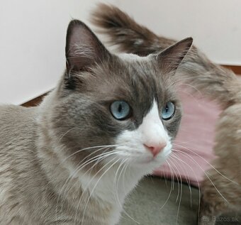 Ragdoll predám - 8