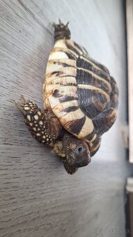 🐢 Predám 2 suchozemské korytnačky (cca 8 rokov) + vybavenie - 8
